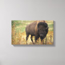 Search for bison canvas prints Wildlife