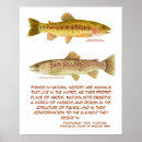 Search for trout posters Fly