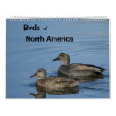 Search for gadwall Ducks