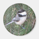 Search for chickadees magnets Animals