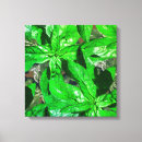 Search for basil art Kitchen