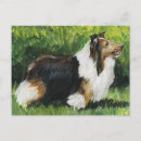 Search for herding dog postcards Sheepdog