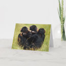 Search for monkey around cards Chimpanzee