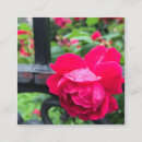 Search for dew Pink