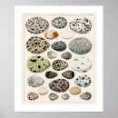Search for bird egg posters Eggs