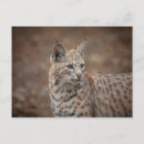Search for bobcat postcards Nature