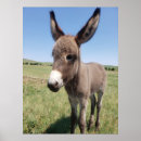 Search for burro posters Nature
