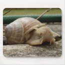 Search for snails mouse mats Animal