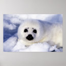 Search for harp seal posters Snow