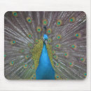 Search for exotic pet mouse mats Bird