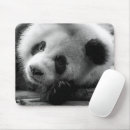 Search for bear mouse mats Sichuan province