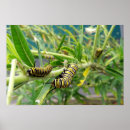 Search for monarch posters Butterfly