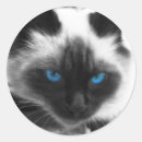 Search for siamese cats stickers Cat lover