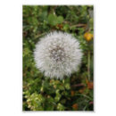 Search for dandelion art Plant