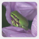Search for tree frog stickers Outdoors