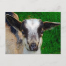 Search for tri horizontal postcards Black