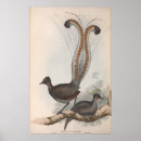 Search for lyre posters Illustration