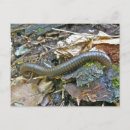 Search for arthropod postcards Animal