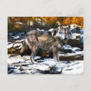 Search for winter snow wolf postcards Nature
