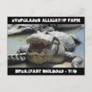 Search for everglades postcards Crocodile