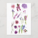 Search for vintage violet flowers postcards Blue