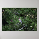 Search for cedar tree art Waxwing
