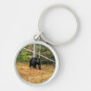 Search for wild bears key rings Animal