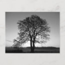 Search for two trees postcards Landscape