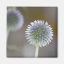 Search for florists magnets Photography