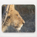 Search for big cat predators mouse mats Lion