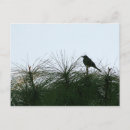 Search for bird silhouette postcards Tree