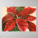 Search for poinsettias posters Floral
