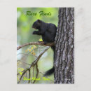 Search for rare postcards Nature