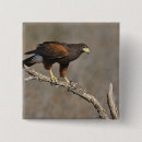 Search for raptor badges Hawk