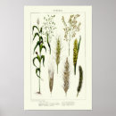 Search for cereal posters Wheat