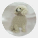 Search for poodle mom stickers Poodles