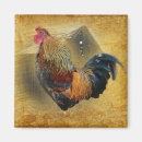 Search for coop magnets Rooster