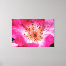 Search for pink rose canvas prints Garden