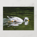 Search for barred postcards Animal
