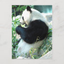 Search for cute panda vertical postcards China
