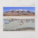 Search for flamingo postcards South america