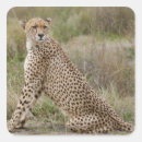 Search for serengeti stickers Wildlife