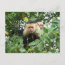Search for capuchin postcards Monkey