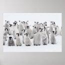 Search for emperor penguin posters Animals in the wild