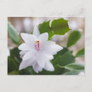 Search for plant christmas cards Floral photography