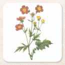 Search for aven Plants