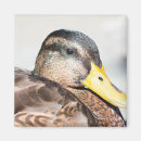 Search for waterfowl magnets Wild