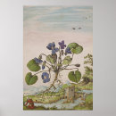 Search for viola art Botanical