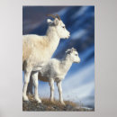 Search for ungulate posters North america