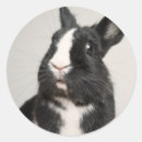 Search for black and white bunny stickers Cute